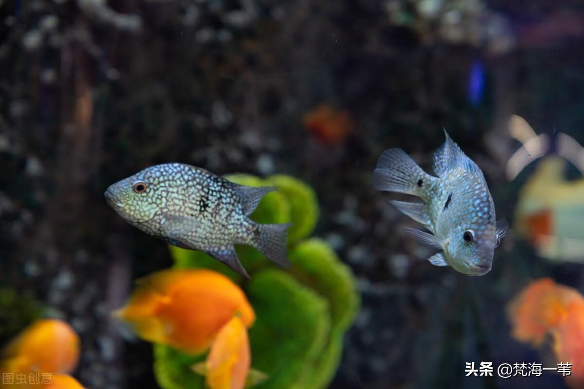 子非鱼什么意思(《庄子》当中的“子非鱼”)