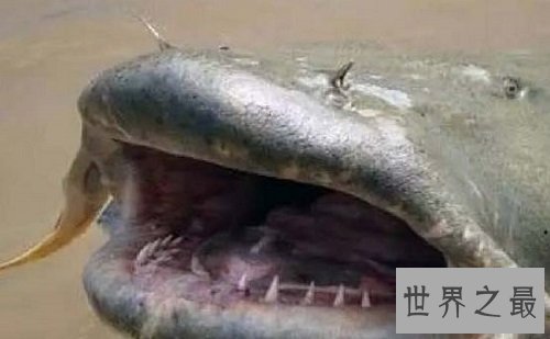 世界上最大的淡水鱼，居然是来自湄公河的它！