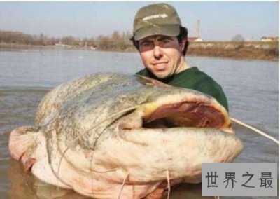 ​世界上最大的淡水鱼，居然是来自湄公河的它！