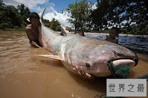 世界上最大的淡水鱼，居然是来自湄公河的它！