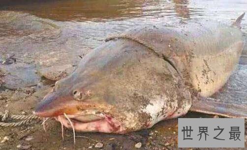 世界上最大的淡水鱼，居然是来自湄公河的它！