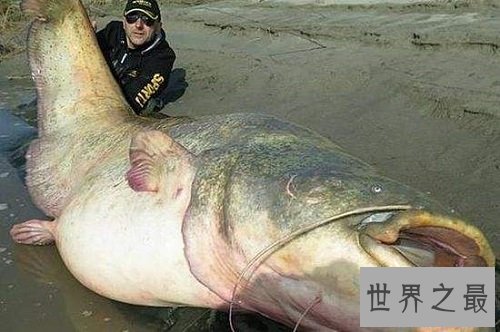 世界上最大的淡水鱼，居然是来自湄公河的它！