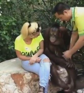 女子与大猩猩合影,它却非常不情愿,接下来让人惊呆了