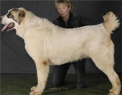 中亚牧羊犬怎么个养法(中亚牧羊犬怎么训练)(2)