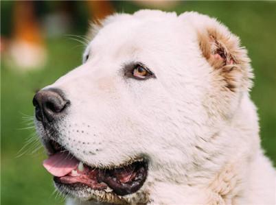 中亚牧羊犬怎么个养法(中亚牧羊犬怎么训练)(3)