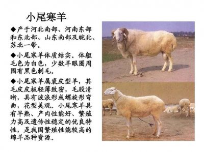 ​羊的种类有什么