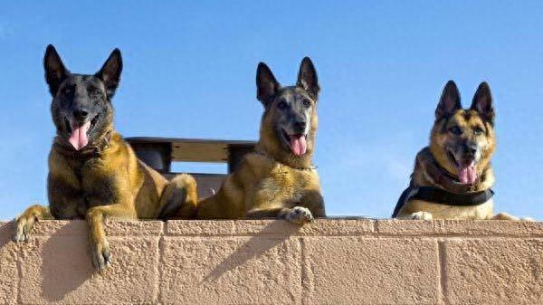 世界军犬种类简介