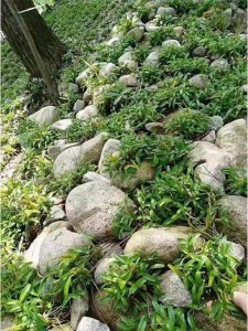 ​霍山石斛哪里是正宗最好（皖西霍山石斛最为正宗）