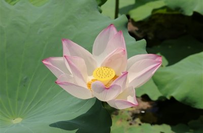 ​wow比较萌的游戏名字(114个)