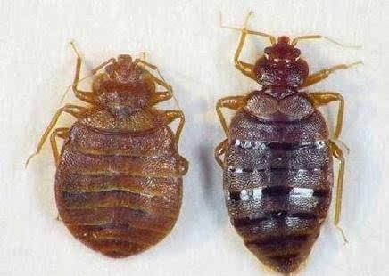 臭虫味道怎么消除,臭虫的气味会持续多久图3