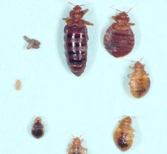 ​臭虫味道怎么消除,臭虫的气味会持续多久