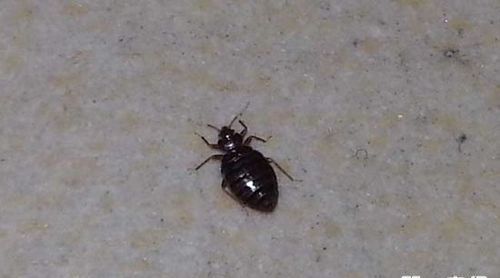 用什么方法可以驱除蚂蚁