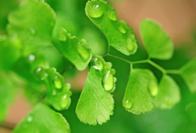 ​以花为名的网名(110个)