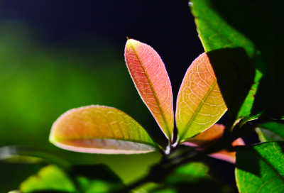 ​有创意的作文集名字(精选120个)