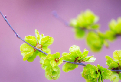 ​猫咪的名字大全(精选76个)