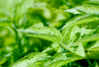 ​彻底改变自己的网名(77个)