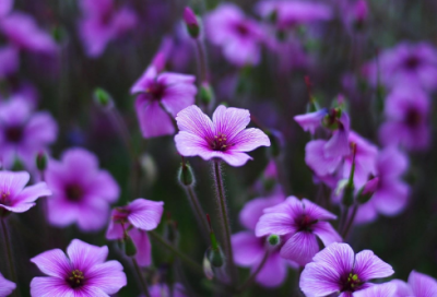 ​cf兄弟名字大全两人(精选67个)