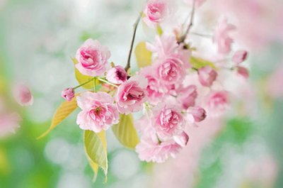 ​蝶恋花的唯美句子描写蝶恋花的唯美句子(63句)