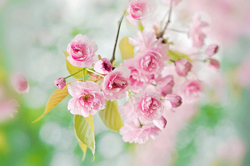 蝶恋花的唯美句子 描写蝶恋花的唯美句子(63句)