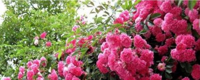 ​红木香养殖方法和注意事项