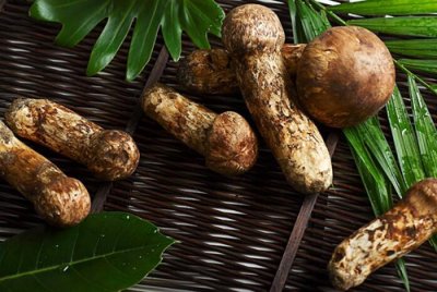 ​吃松茸的禁忌（什么人不能吃松茸你知道吗）