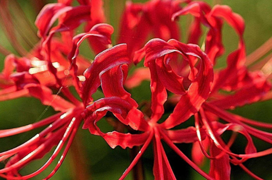 红色彼岸花有没有毒（图）(图3)