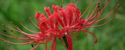 ​红色彼岸花有没有毒（图）