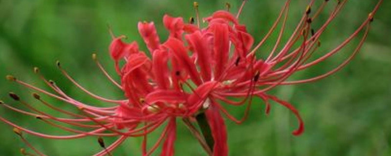 红色彼岸花有没有毒（图）(图1)