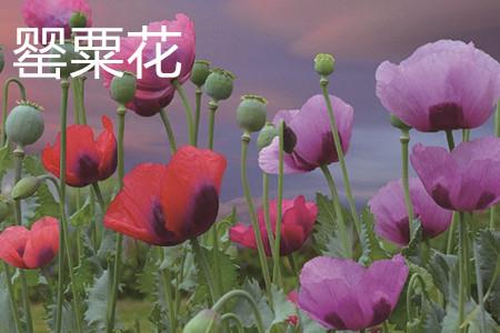 罂粟花 罂粟花