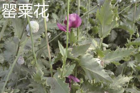 罂粟花 罂粟花