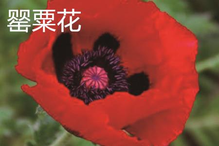 罂粟花 罂粟花