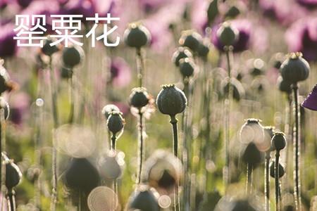 罂粟花 罂粟花
