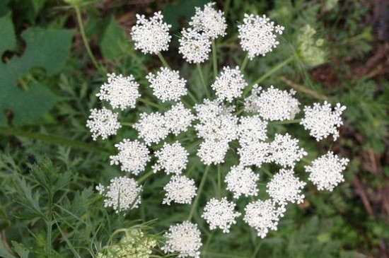 满天星怎么养才不会枯萎(图)(图3)