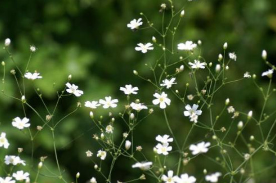 满天星怎么养才不会枯萎(图)(图4)