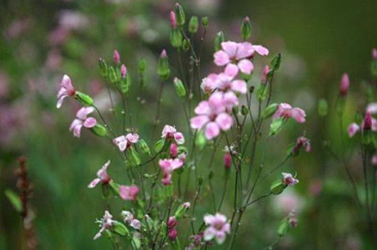 满天星怎么养才不会枯萎(图)(图2)