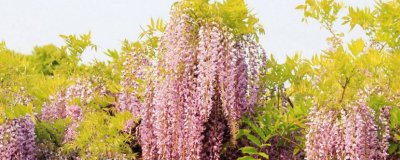 ​满天星怎么养才不会枯萎（图）