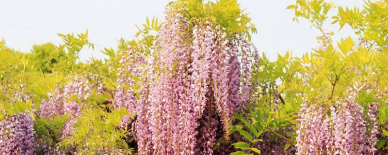 满天星怎么养才不会枯萎(图)(图1)