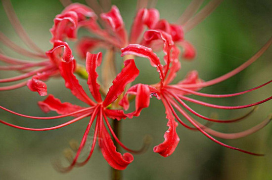 忽地笑和彼岸花的区别(图)(图4)