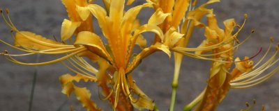 ​忽地笑和彼岸花的区别（图）