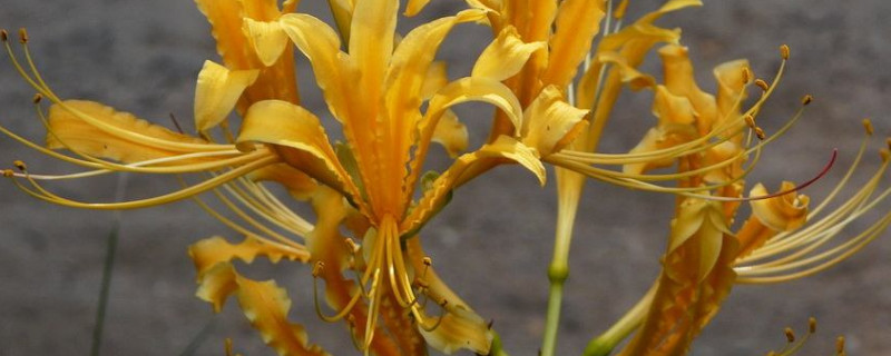 忽地笑和彼岸花的区别(图)(图1)