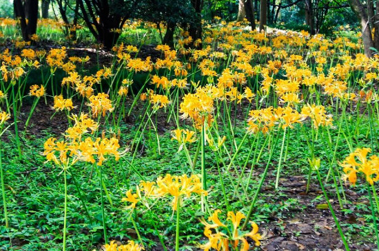 忽地笑和彼岸花的区别(图)(图2)