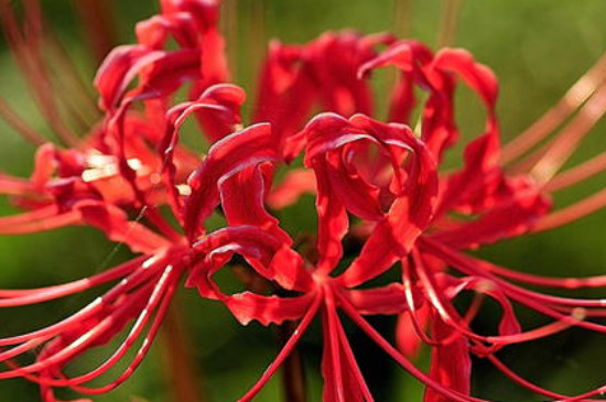 忽地笑和彼岸花的区别(图)(图3)