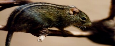 ​田鼠和老鼠的区别是什么