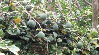 ​乡下一野果，能做出晶莹剔透的美食，食用价值高，营养很丰富