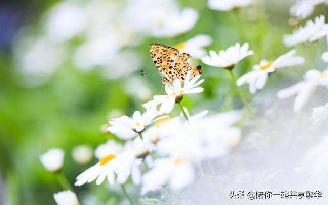 不负佳人不负卿（不负时光不负卿）(5)