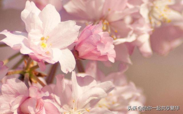 不负佳人不负卿（不负时光不负卿）(1)