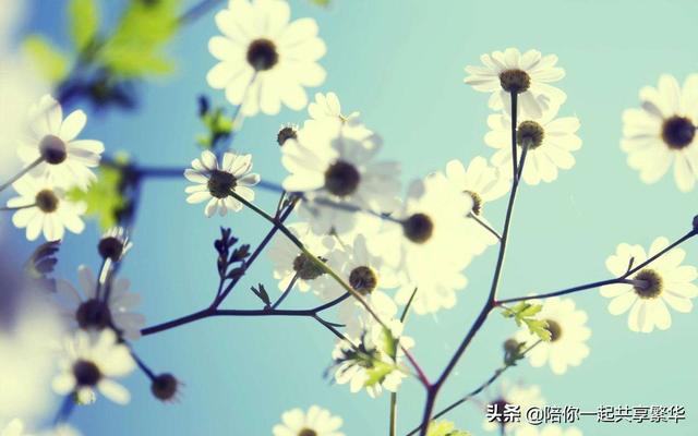 不负佳人不负卿（不负时光不负卿）(4)