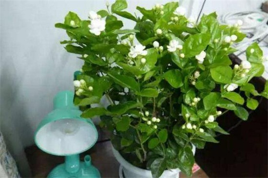 毛茉莉和茉莉花的区别(图2)