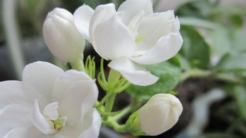 毛茉莉和茉莉花的区别(图1)