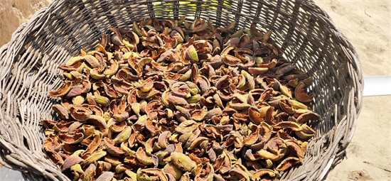 家里桃子太多吃不完怎么办？跟着农村大妈学晒桃干